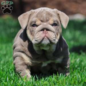 Indigo Pearl, English Bulldog Puppy